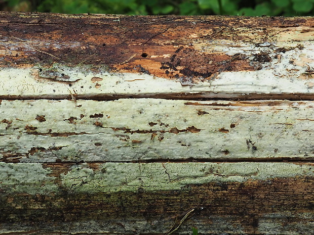 rúrkovec vločkovitý Tubulicrinis subulatus (Bourdot & Galzin) Donk