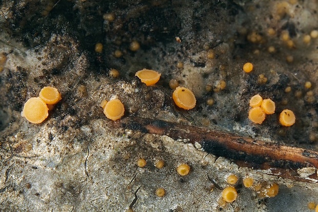 Sarea resinae (Fr.) Kuntze