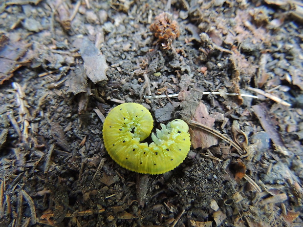 kyjačka vŕbová Cimbex luteus - larva
