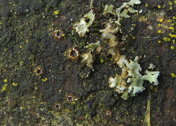 Karstenia rhopaloides  (Sacc.) Baral