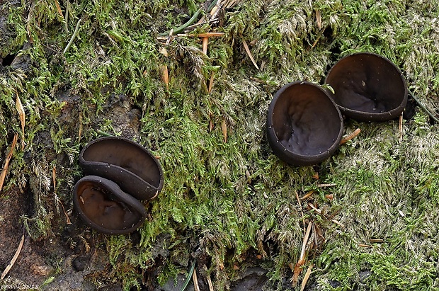 misôčka tmavá Pseudoplectania melaena (Fr.) Paden