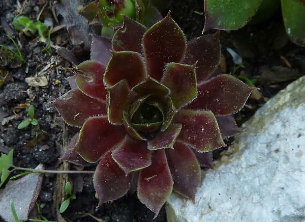 skalná ruža Sempervivum sp.