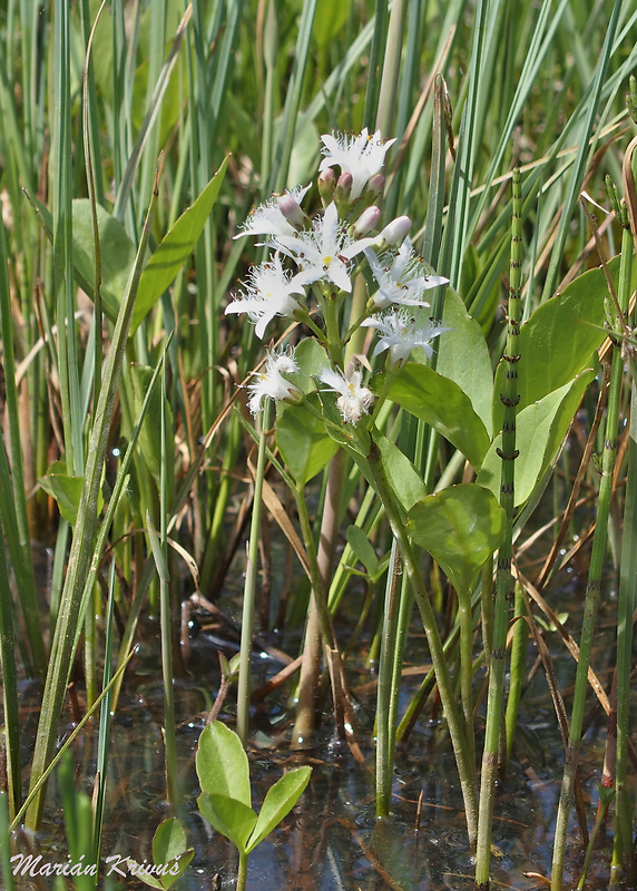 vachta trojlistá Menyanthes trifoliata L.
