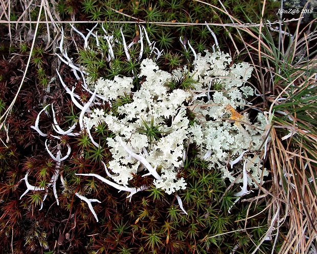 pľuzgierka snežná Nephromopsis nivalis (L.) Divakar, A. Crespo & Lumbsch