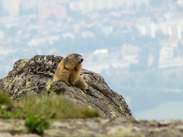 svišť horský tatranský Marmota marmota latirostris