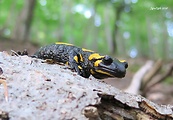 salamandra škvrnitá