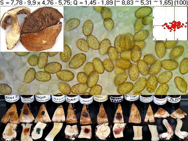 pavučinovec sivomodrý Cortinarius pseudocyanites Rob. Henry ex Bidaud & Reumaux