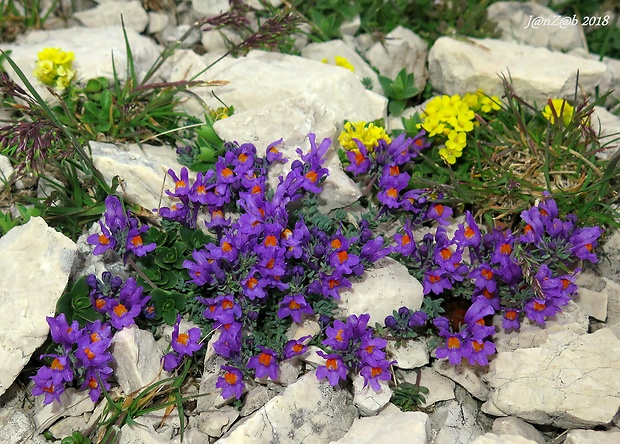 pyštek alpínsky Linaria alpina (L.) Mill.