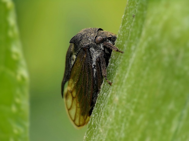 tŕňovka liesková Centrotus cornutus