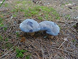 jelenkovka modrastá