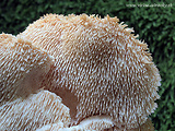 koralovec trúdnikovitý