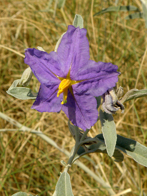 ľulok Solanum elaeagnifolium Lindl.