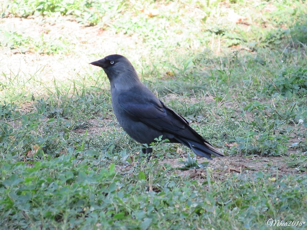 kavka tmavá  Corvus monedula