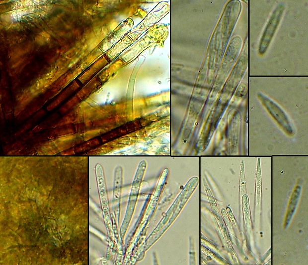 Trichopezizella rubroguttata (Svrček) Moyne