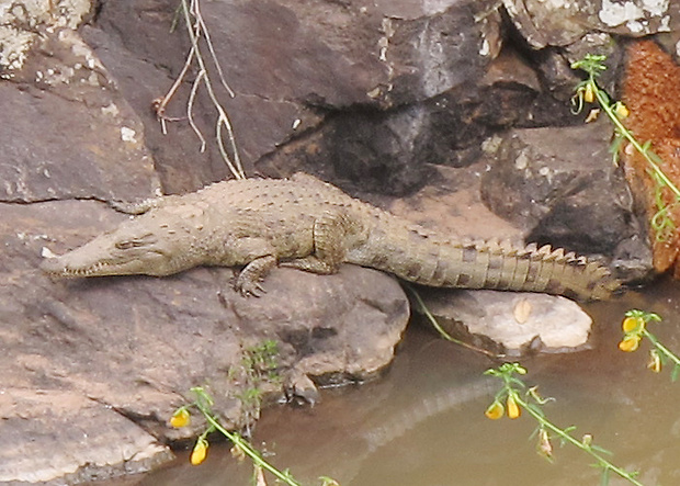 krokodíl nílsky Crocodylus niloticus
