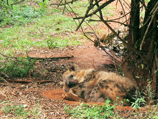 hyena škvrnitá Crocuta crocuta