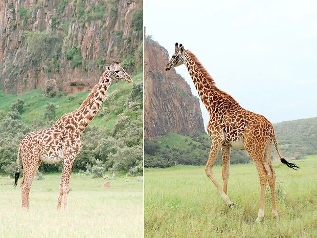 žirafa masajská Giraffa tippelskirchi