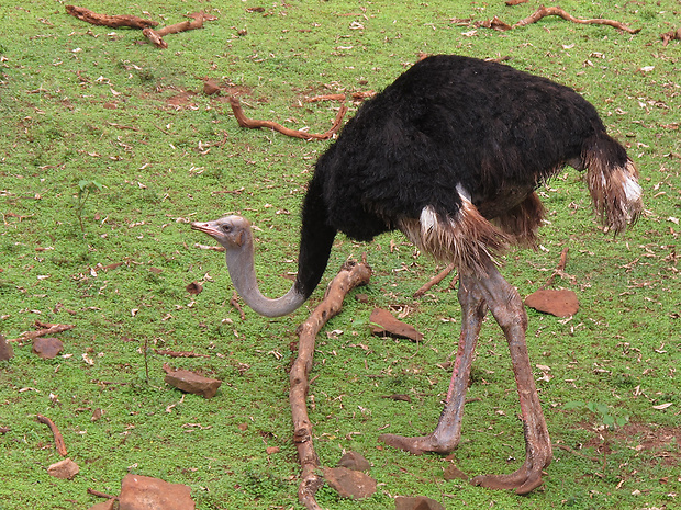 pštros dvojprstý Struthio camelus massaicus