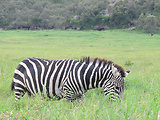 zebra kvaga tanganická