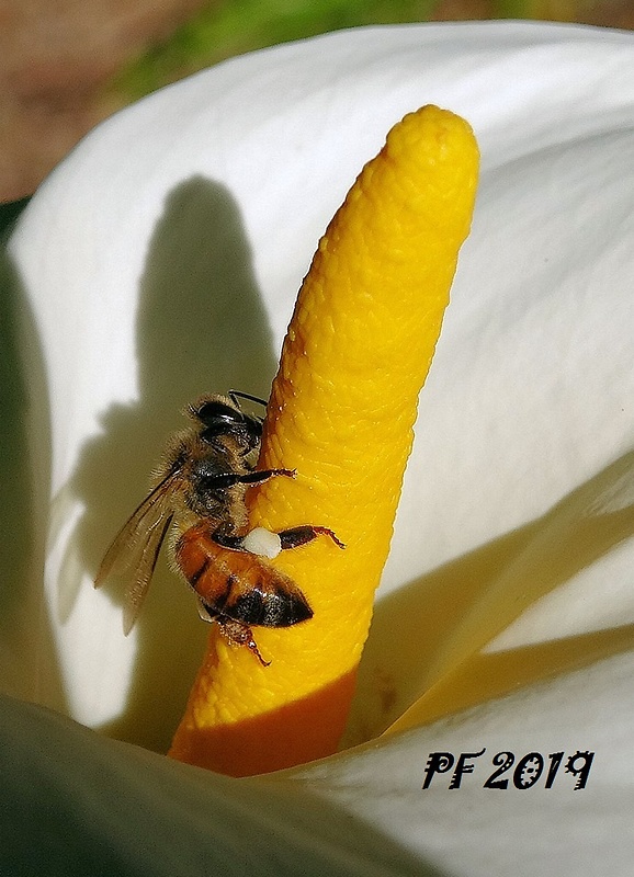 Včela medonosná Apis mellifera