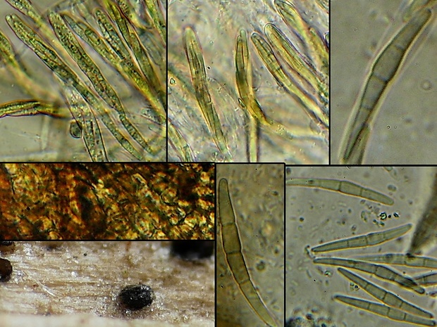 drobnosférka Paraleptosphaeria nitschkei (Rehm ex G. Winter) Gruyter, Aveskamp & Verkley