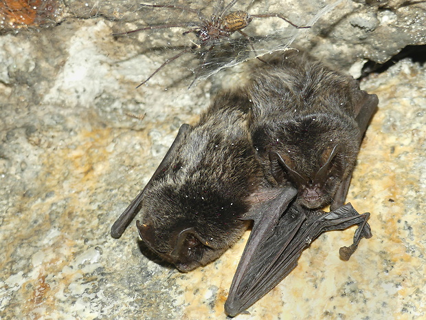 cz: netopýr černý Barbastella barbastellus