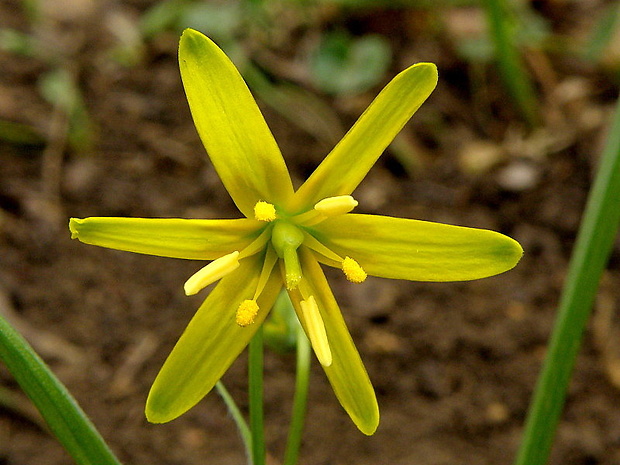 krivec žltý Gagea lutea (L.) Ker Gawl.
