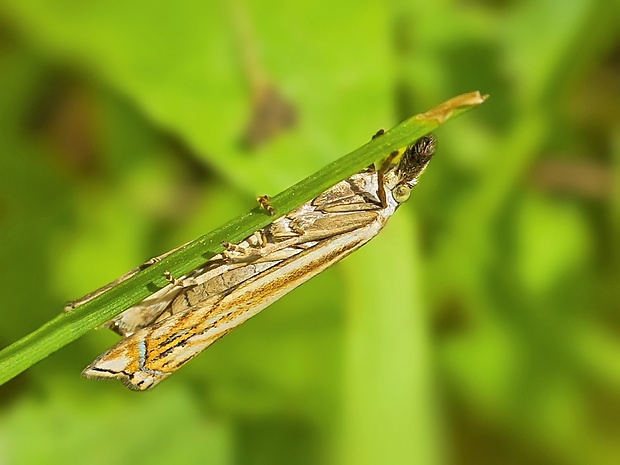 trávovec lúčny Crambus lathoniellus