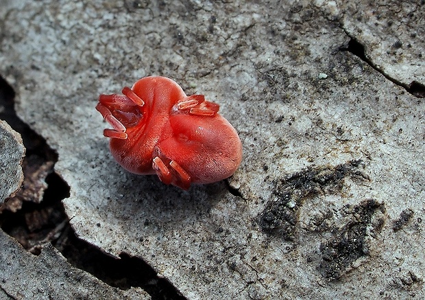 roztočík červený Trombidium holosericeum