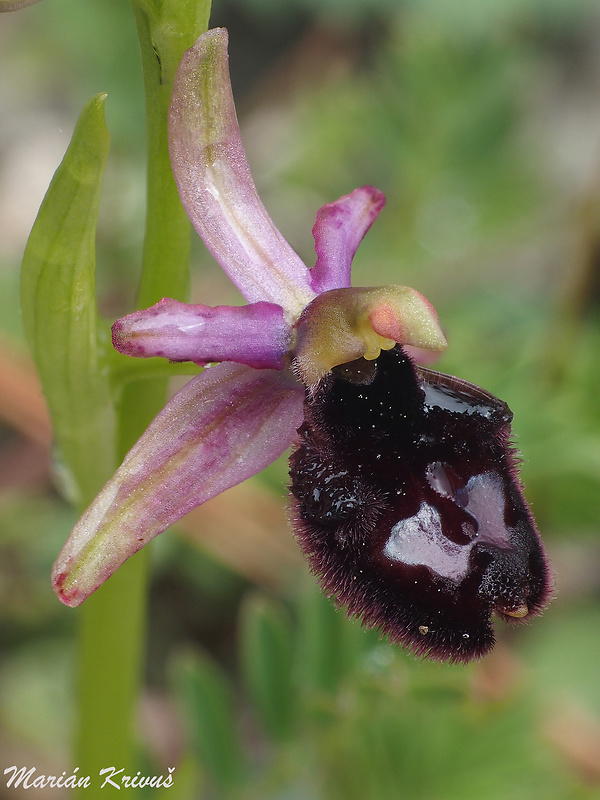 hmyzovník Ophrys bertolonii subsp. bertoloniiformis (O.Danesch & E.Danesch) H.Sund.