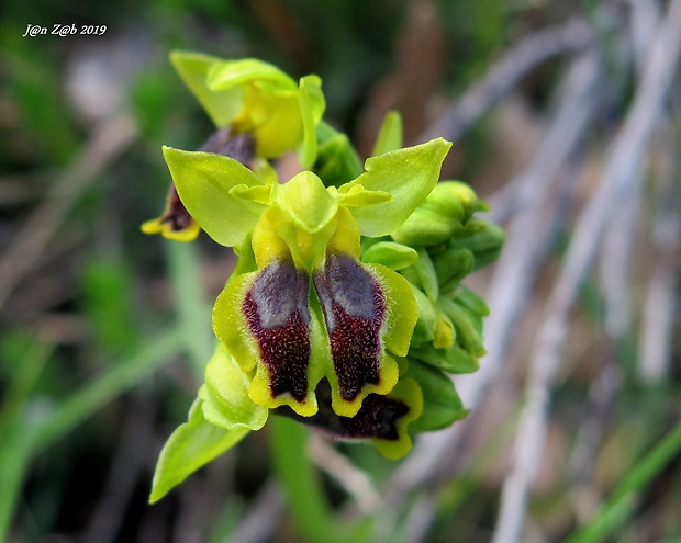 hmyzovník duo Ophrys lutea Cav.