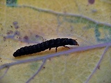 snehulčík sivočierny, larva