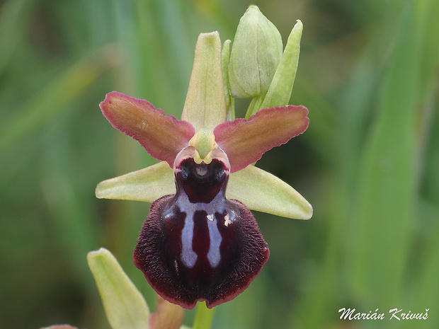 hmyzovník Ophrys sphegodes subsp. garganica (E. Nelson) P. Delforge