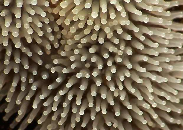 rohačka kríčkovitá, nerozvetvená varieta Ceratiomyxa fruticulosa var. descendens Emoto (1933)