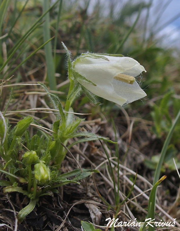 zvonček alpínsky - albín Campanula alpina Jacq.