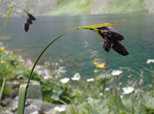 ostrica najtmavšia Carex aterrima Hoppe
