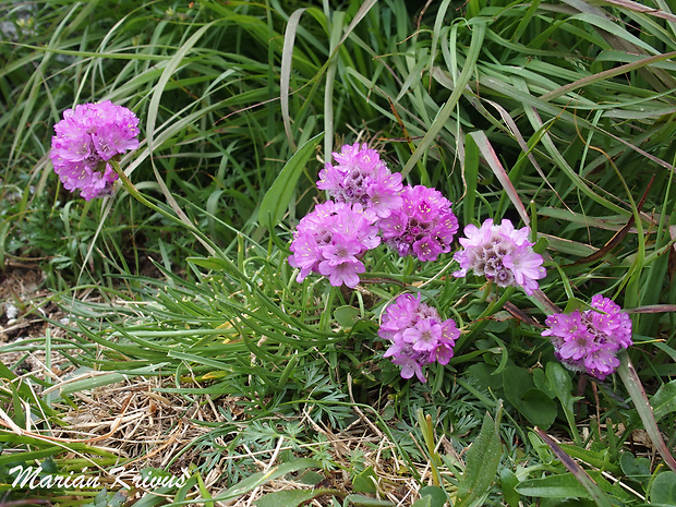 trávnička alpínska Armeria alpina Willd.