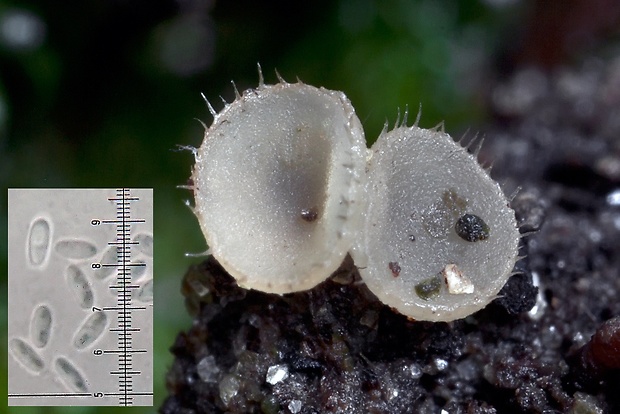 slizočiaška chlpatá Pezoloma ciliifera (P. Karst.) Korf