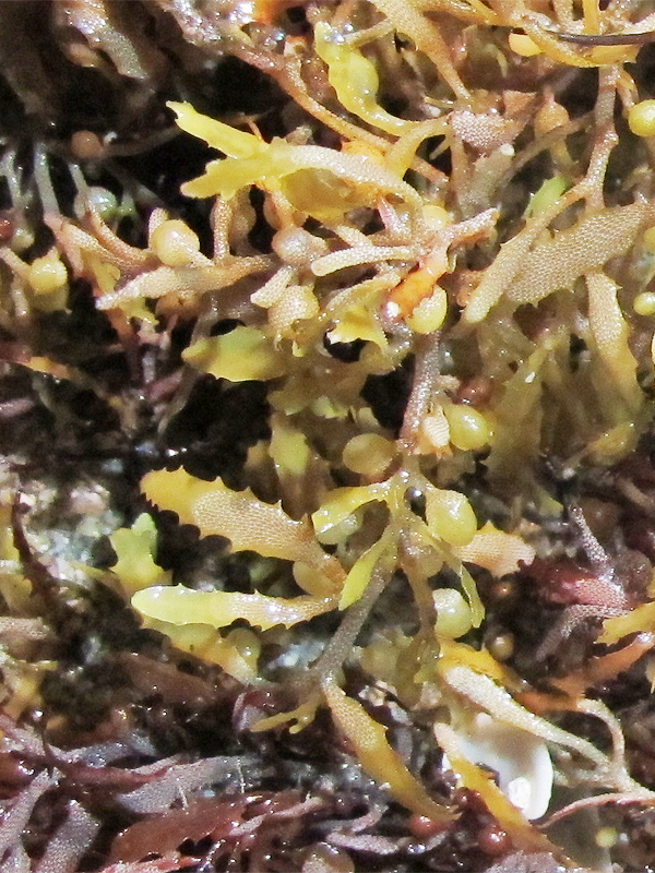 hroznovica plávajúca Sargassum cf. natans