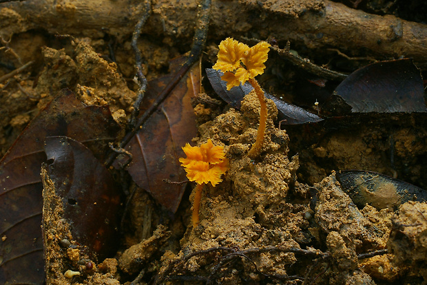 Pterygellus armeniacus Corner