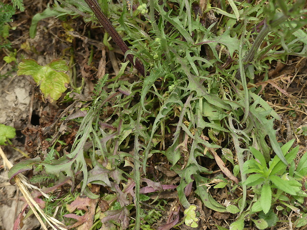 škarda vláskovitá Crepis capillaris (L.) Wallr.
