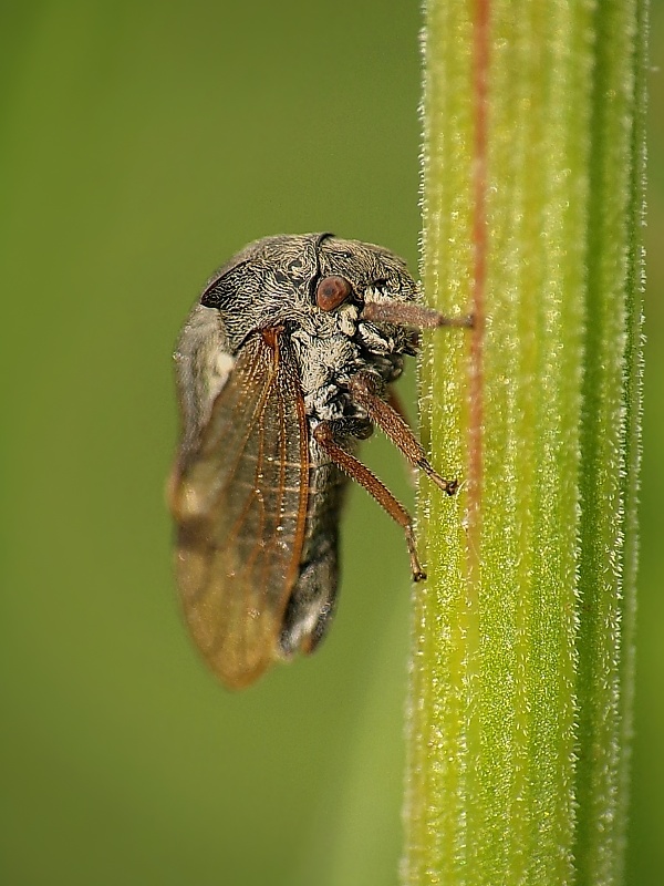 tŕňovka liesková Centrotus cornutus