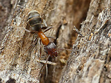 mravenec lužní