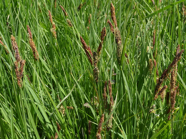 ostrica čierna Carex nigra (L.) Reichard