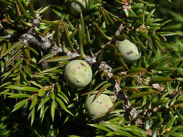 borievka alpínska Juniperus communis subsp. alpina