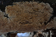 kornatka dubová