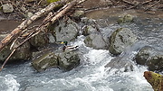 kačica divá v Sekierskom potoku