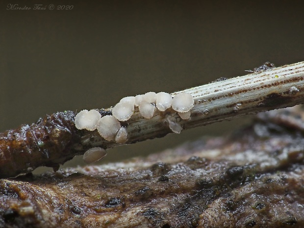 pabradavičkovec borovicový Pseudohelotium pineti (Batsch) Fuckel