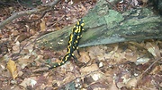 nález - Salamandra
