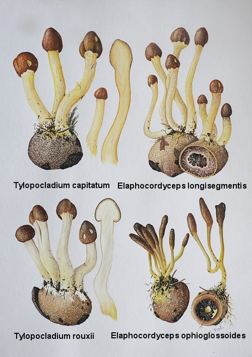 žezlovka Elaphocordyceps sp.